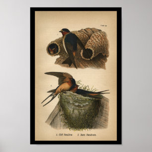 1890 Impression d'oiseaux falaises et hirondelles 