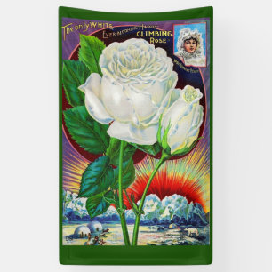 1890s rose catalogue illustration White Rose Banner