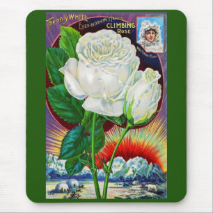 1890s rose catalogue illustration White Rose Mouse Pad
