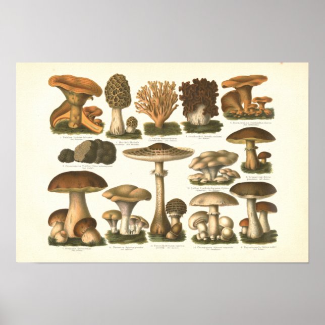 1894 Mushrooms Variety Fungus Print in German (Front)