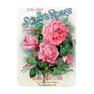 1894 Scott's Roses Magnet