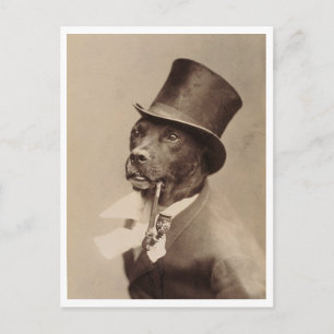 1894 Vintage Dog Photo Hamburg Germany Restored Postcard