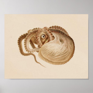 1896 Vintage Colour Octopus Art Print