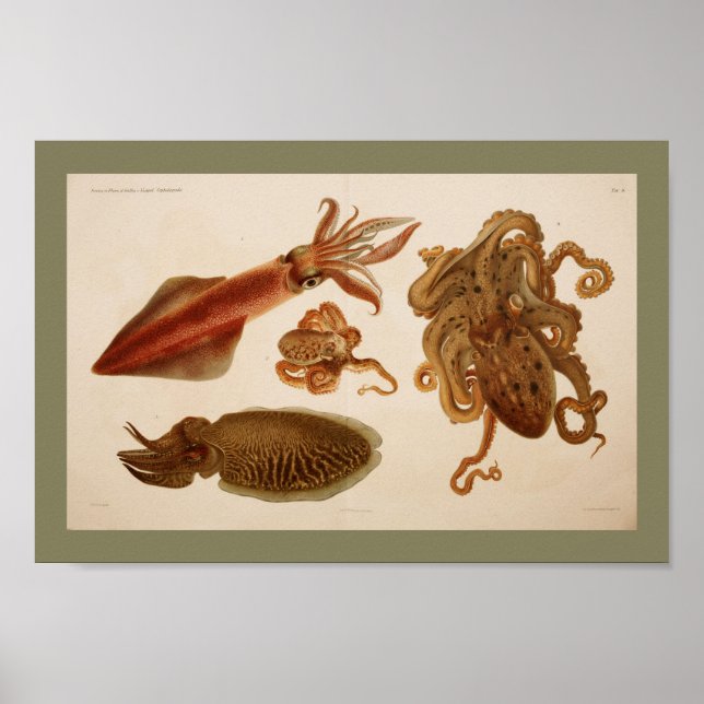 1896 Vintage Colour Octopus Squid Print (Front)