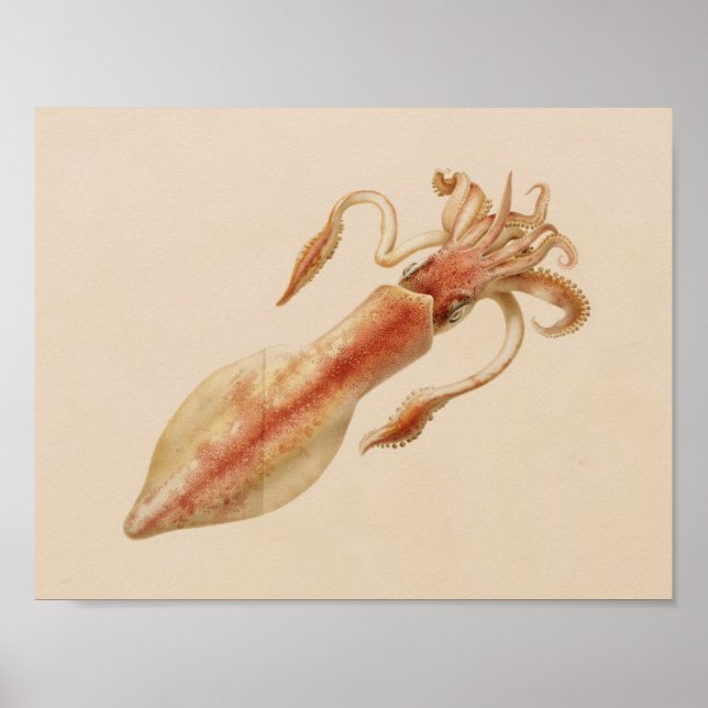 1896 Vintage Colour Squid Art Print (Front)