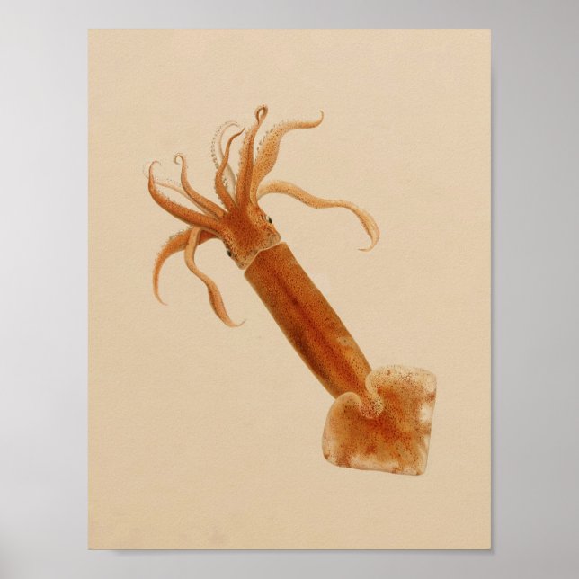 1896 Vintage Colour Squid Art Print (Front)