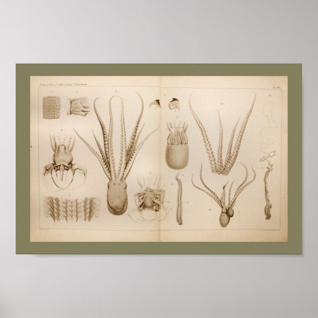 1896 Vintage Octopus Anatomy Art Print (Front)