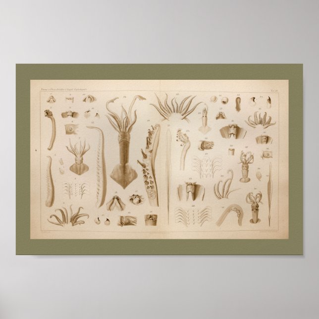 1896 Vintage Squid Anatomy Art Print (Front)