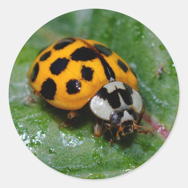 18-Spotted Yellow and Black Ladybug Classic Round Sticker (Front)