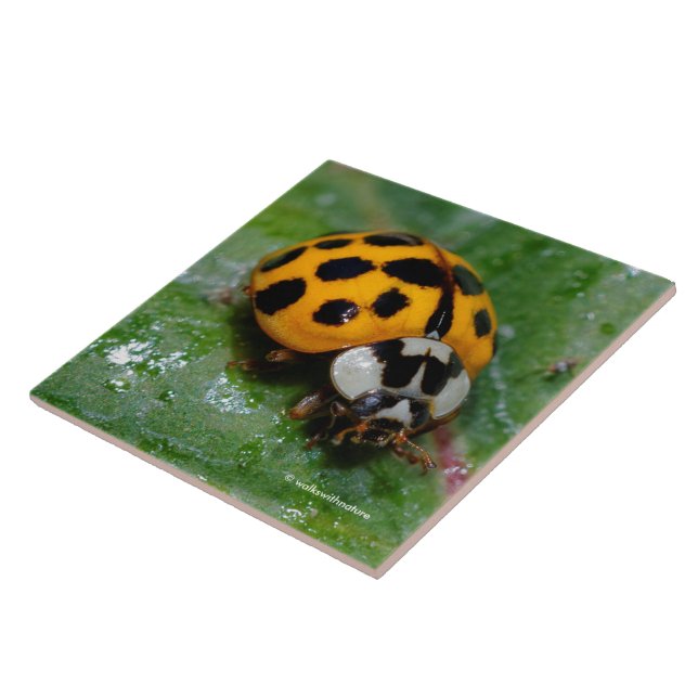 18-Spotted Yellow and Black Ladybug Tile (Side)