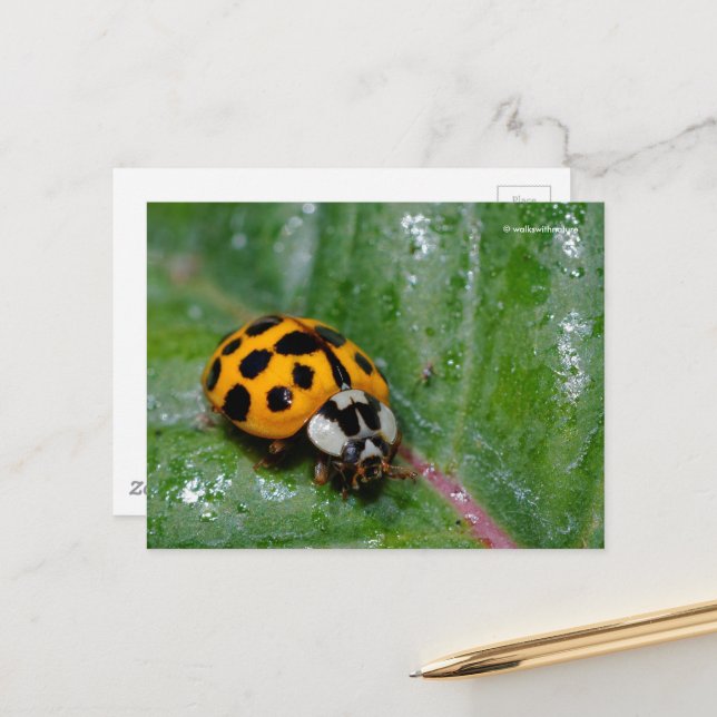 18-Spotted Yellow Ladybug on Sticky Leaf Postcard (Front/Back In Situ)