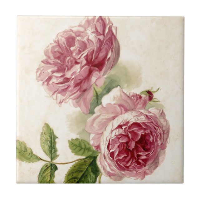 18th Century Pink Rose Study Tile (Front)