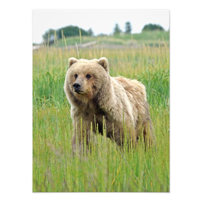 18x24 Satin photo de grizzli (Devant)