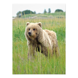 18x24 Satin photo of grizzly bear Print