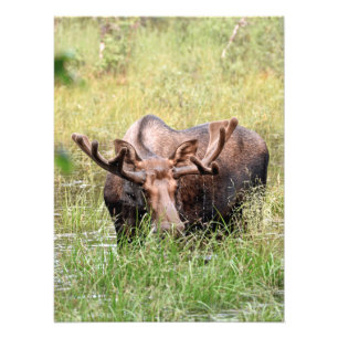 18x24 Satin photo of moose Print