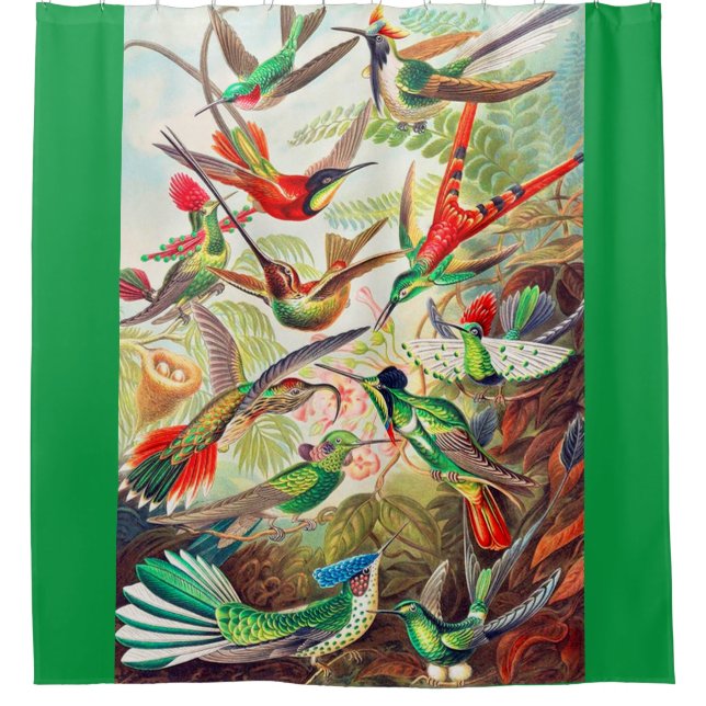 1904 hummingbirds print (Front)