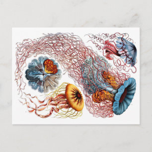 1904 Jellyfish Art Forms of Nature Print Postcard
