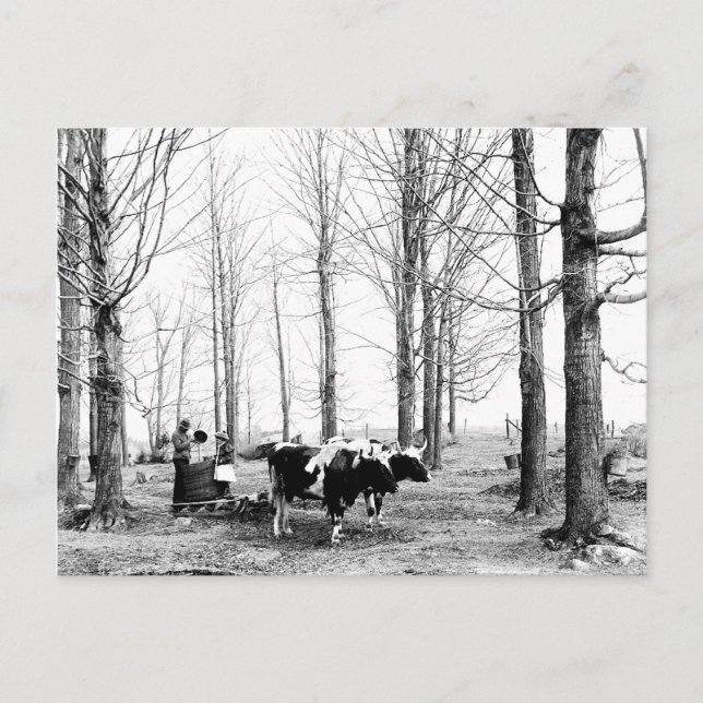 1904 Maple Sugar Camp Vermont Postcard (Front)