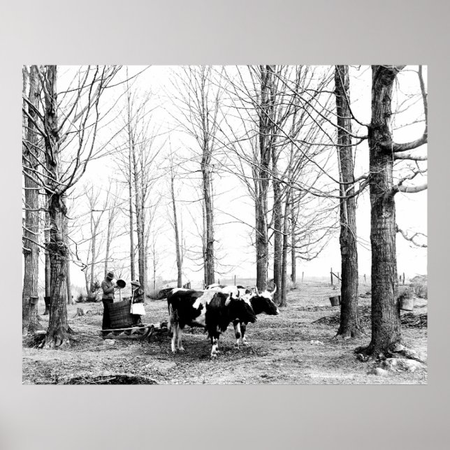 1904 Maple Sugar Camp Vermont Poster (Front)