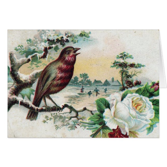 1908 Bird Postcard (Front Horizontal)