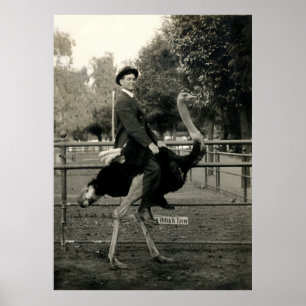 1910 Ostrich Riding Poster