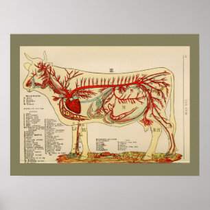 1917 Vintage Cow Artery Anatomy Chart