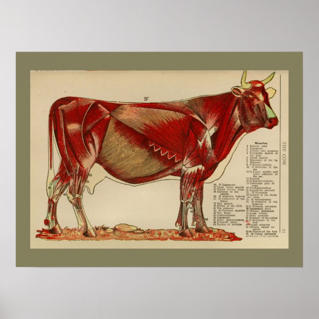 1917 Vintage Cow Muscle Anatomy Chart (Front)
