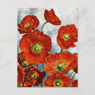 1922 Iceland Poppy Illustration Postcard