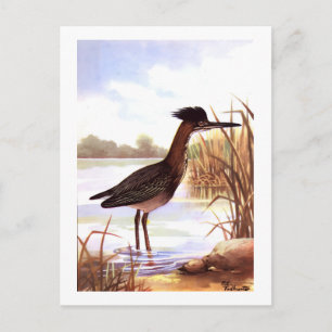 1926 Vintage TODHUNTER BIRDS "GREEN HERON" signed Postcard