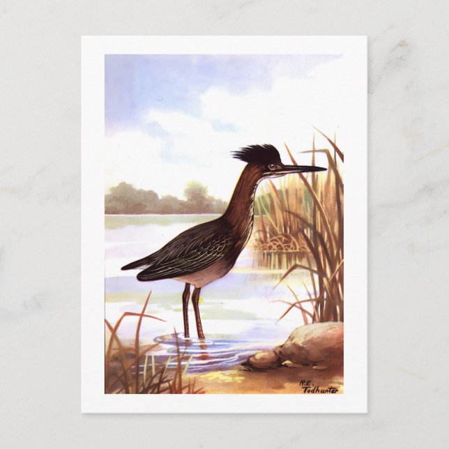 1926 Vintage TODHUNTER BIRDS "GREEN HERON" signed Postcard (Front)