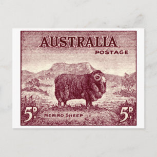 1934 Australian Merino Sheep Postcard