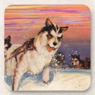 1940s Siberian husky sled dogs doing their thing Coaster