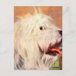 1950s old English sheepdog illustration Postcard