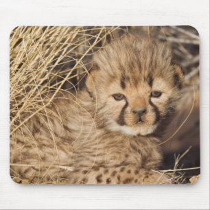 19 days old male cub. Namibia Mouse Pad