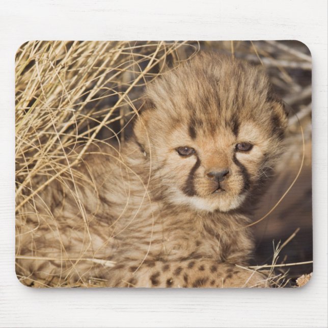 19 days old male cub. Namibia Mouse Pad (Front)
