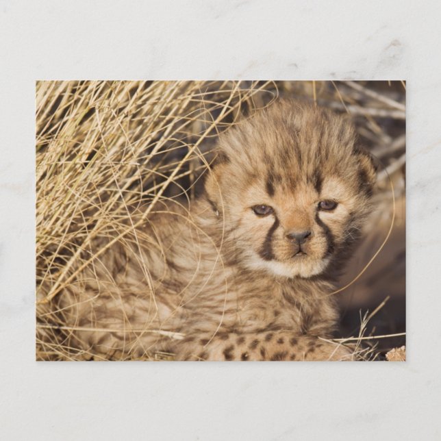 19 days old male cub. Namibia Postcard (Front)