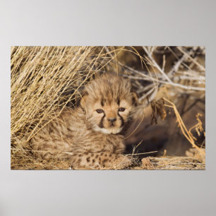 19 days old male cub. Namibia Poster