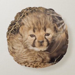 19 days old male cub. Namibia Round Pillow
