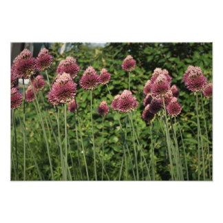 19"x13" Allium Photo Print
