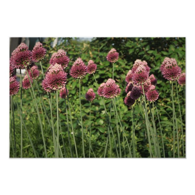 19"x13" Allium Photo Print (Front)