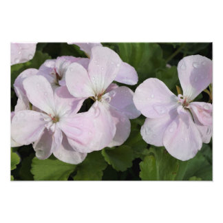 19"x13" Geranium Photo Print