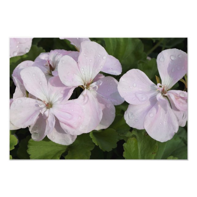 19"x13" Geranium Photo Print (Front)