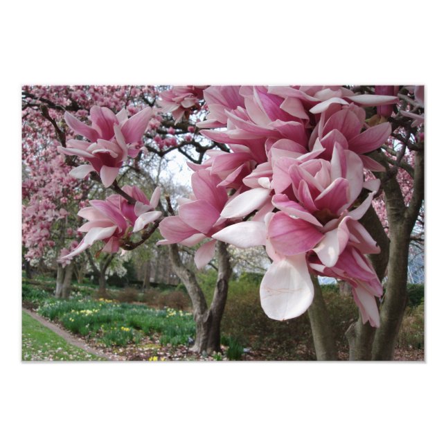 19"x13" Pink Magnolia Trees Photo Print (Front)