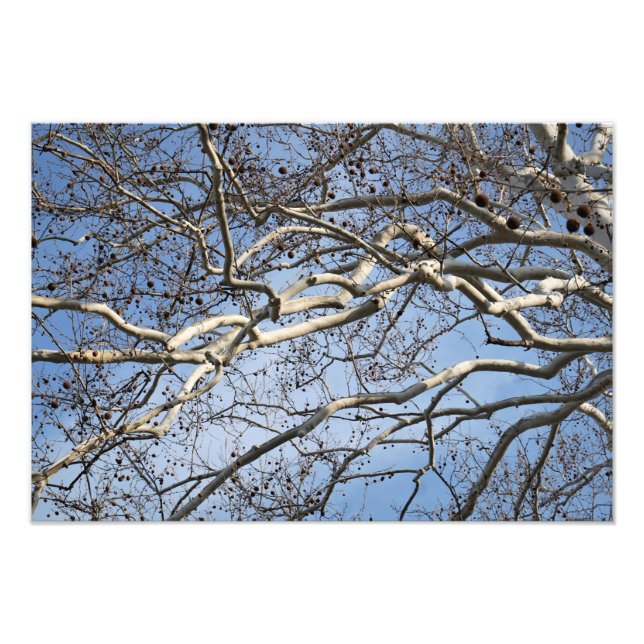 19"x13" Sycamore Branches Photo Print (Front)