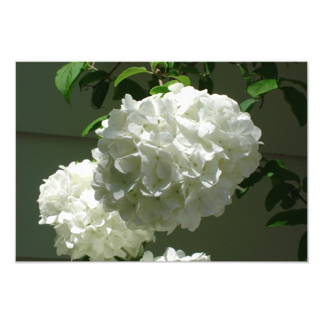19"x13" White Hydrangeas Photo Print (Front)