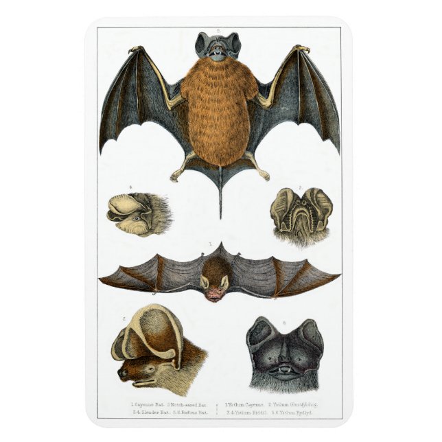 19th C. Bat Print Magnet (Vertical)
