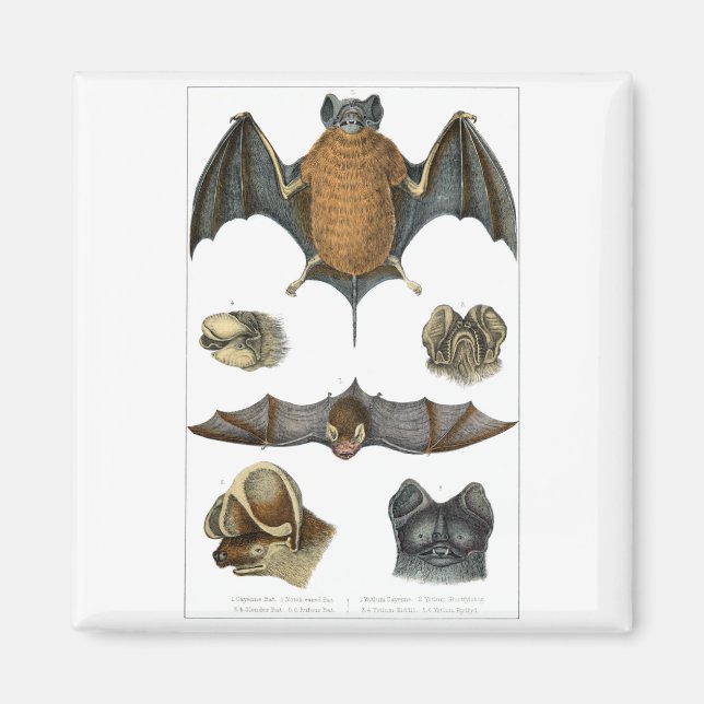 19th C. Bat Print Magnet (Front)