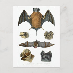 19th C. Bat Print Postcard