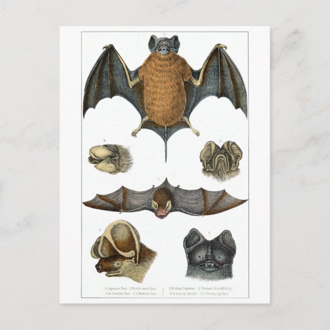 19th C. Bat Print Postcard (Front)