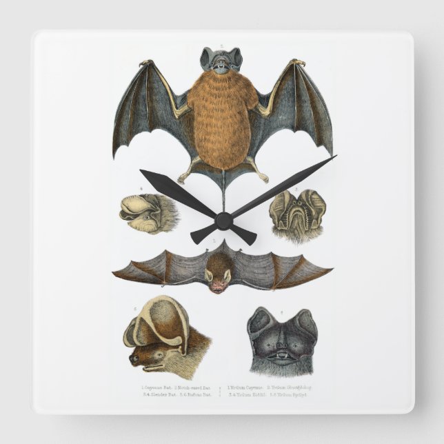 19th C. Bat Print Square Wall Clock (Front)